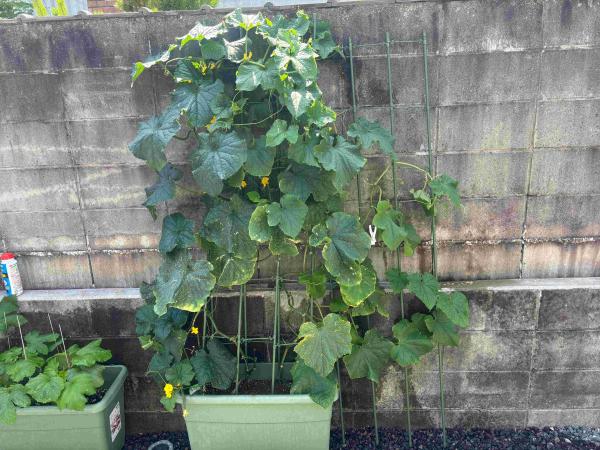 家庭菜園　その②　　キュウリ